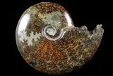 Polished, Agatized Ammonite (Cleoniceras) - Madagascar #94268-1